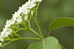 Blackhaw